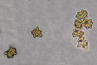 Inocybe asterospora spore